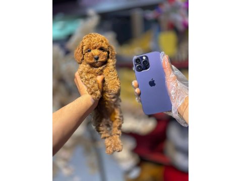 Sevimli Toy Poodle