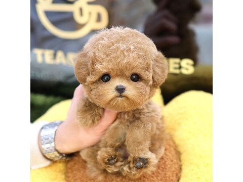 Toy Poodle Yavrusu Köpeklerim
