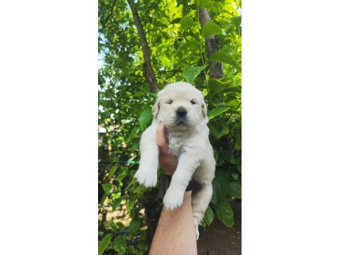 Bayramdan Sonra Teslime Hazır Golden Retriever Yavruları