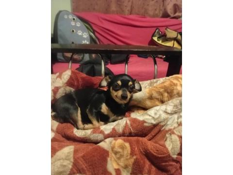 Dişi 1 Buçuk Yaşında Şivava 2 Kilo Var Yok