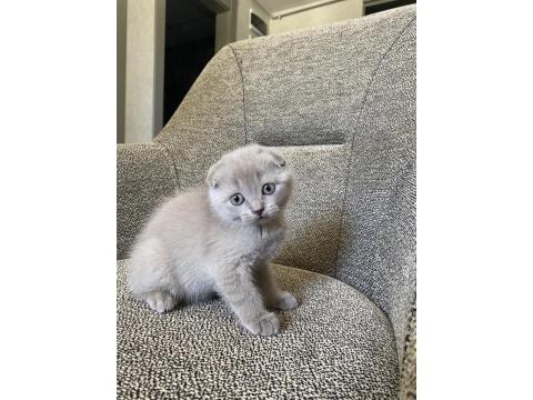 Scottish Fold Yavru 1,5 Aylık