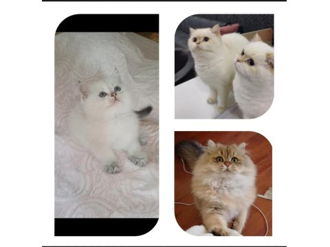 Veteriner Kontrollü British Yavrular