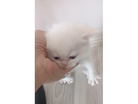 Yavru British Yavrular