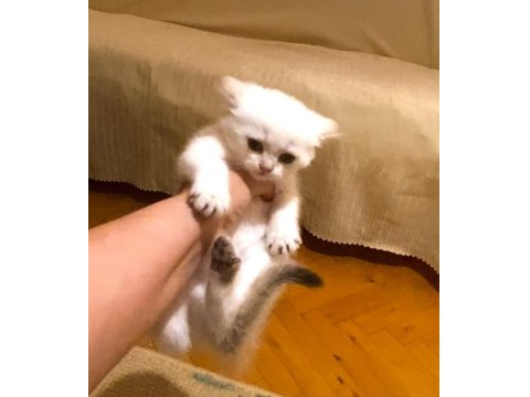 Bembeyaz Mavi Gözlü British Shorthair Kız