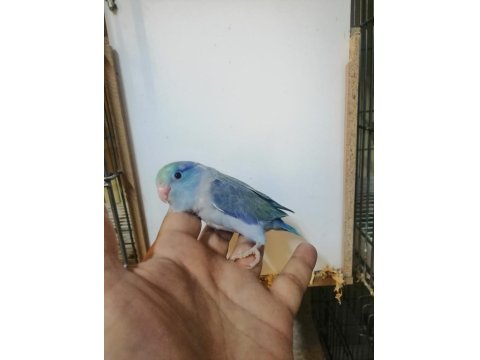 Asforpus Mutasyon Forpus Papağanı