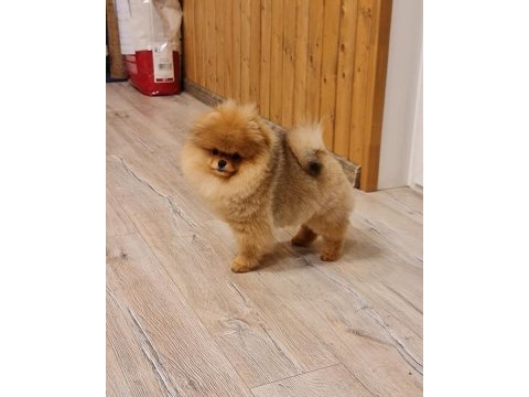 Ayı Surat Pomeranian Boo Yavruları