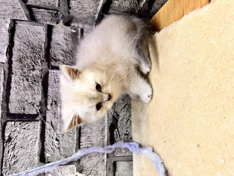 British Shorthair Lynx Point