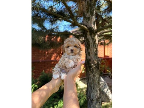 Aşk Bahçesi Maltipoo
