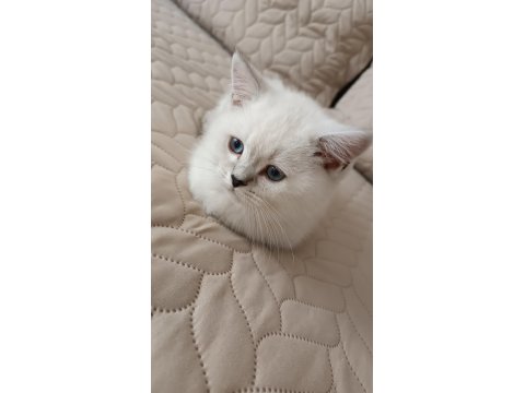 Blue Point British Shorthair 3,5 Aylık