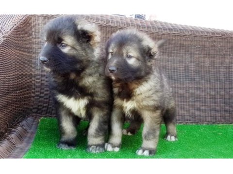 Kafkas Çoban Köpeği