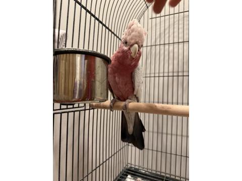 Full Evcil Gül Kakadu Papağanımız