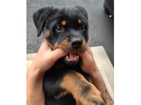 Sağlık Ve Irk Garantili Rottweiler Yavrularım