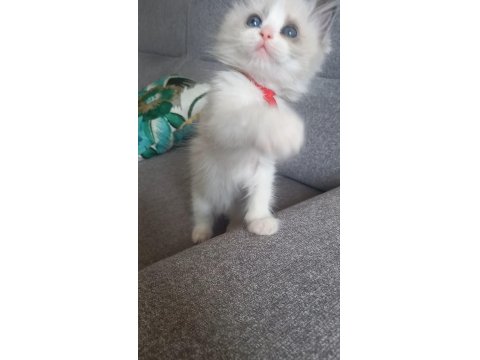 Son Bir Safkan Ragdoll