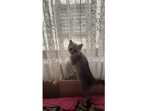 Acil Sahiplendirme Kedimiz