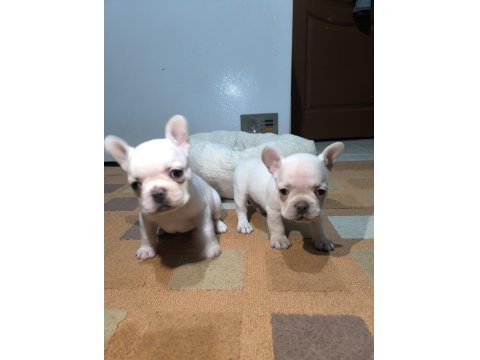 A Kalite Egzotik French Bulldog Yavrular