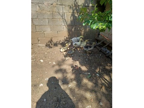 30 Günlük Amerikan Ördeği