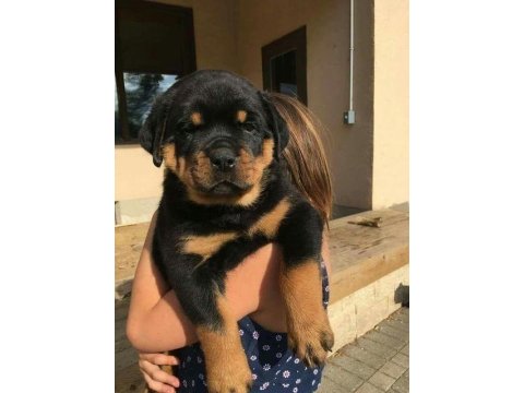 Sağlık Ve Irk Garantili Rottweiler Köpekler