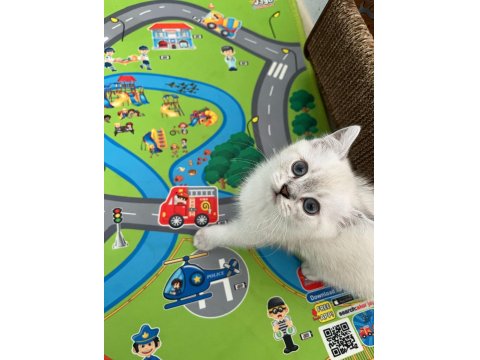 British Shorthair Blue Point