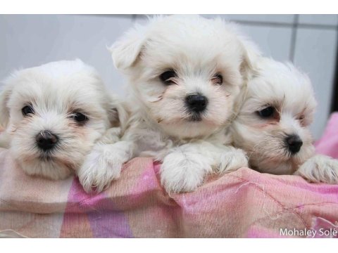 Dünya Tatlısı Terrier Yavruları