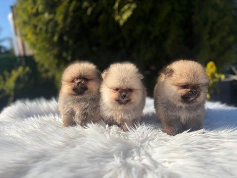 Ayı Surat Dişi Pomeranian Boo Yavrular