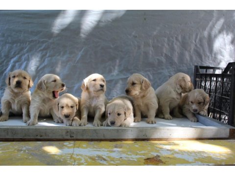 Bebek Suratlı Golden Retriever Yavrular