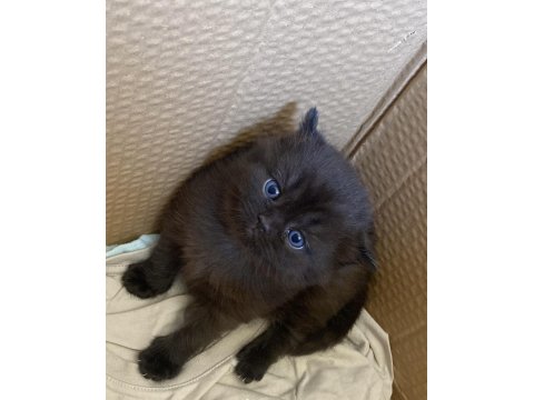 Tek Dişi Scottish Fold Yavrumuz Yeni Yuvasını Arıyor