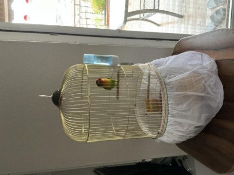 Cennet Papağanımız