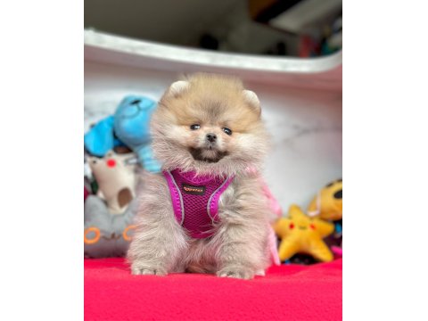 Safkan Pomeranian Boo Yavrular