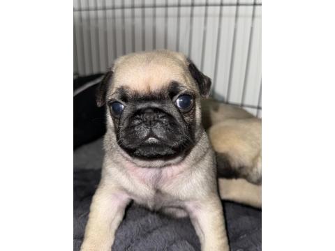 Orjinal Pug Yavrusu