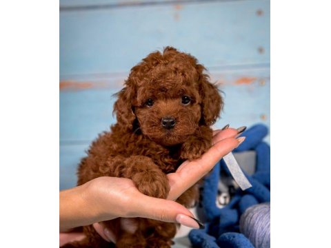 Poodle Cinsi Yavru Köpekler