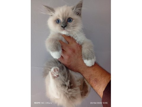2 Erkek Mitted Ragdoll Yavrum Ailesini Arıyor