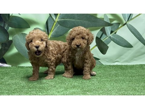 Gönderim İmkanı İle Toy Poodle Yavrular