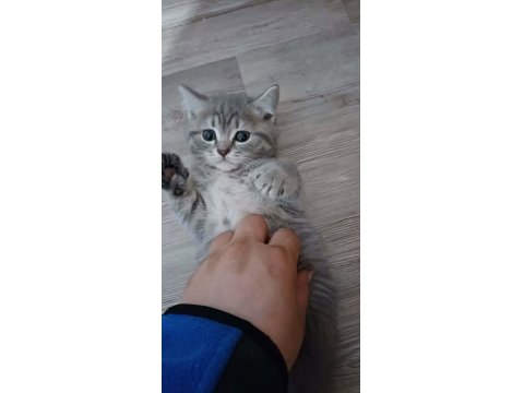 Silver Cream British Shorthair