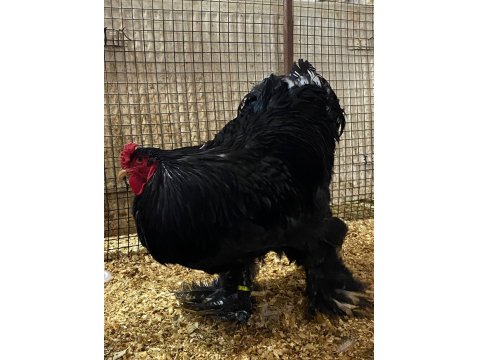 Black Blue Brahma Kuluçkalık Yumurta Ve Civciv