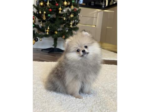 Orange Üst Düzey Erkek Pomeranian Boo
