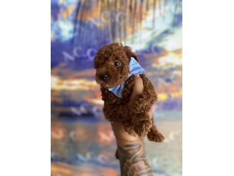Toy Poodle Garantili Köpekler