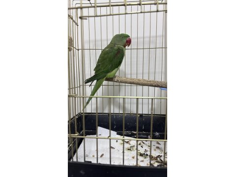 1 Yaşında Erkek Alexander Papağanı