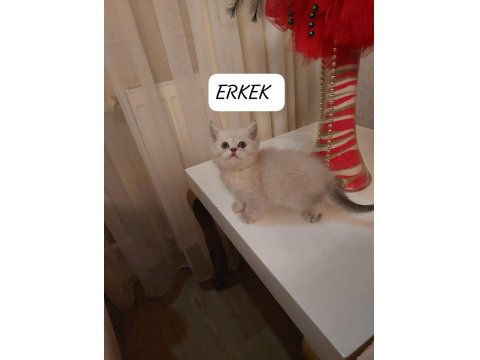 Lynx Point British Shorthair Paşam Hazır