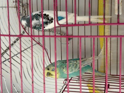 Muhabbet Kuşları Takım