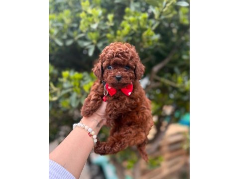 Mini Toy Poodle Yavrular