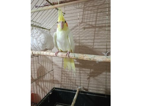 Lutino Sultan Papağanı