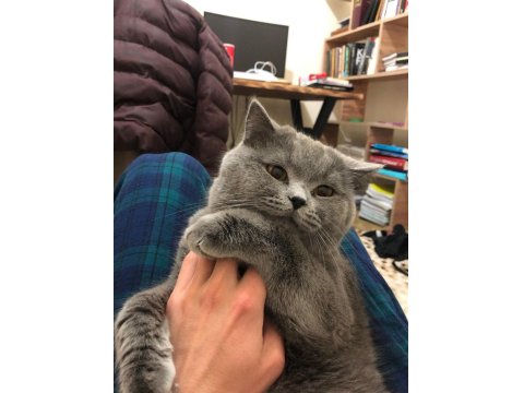 British Shorthair Kedimi Mecburiyetten Sahiplendiriyorum
