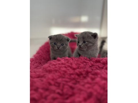 1 Buçuk Aylık Scottish Ve British Yavrular