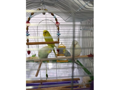 Çok Güzel Ve Yakışıklı Kuşları Sahiplendirmek İstiyorum