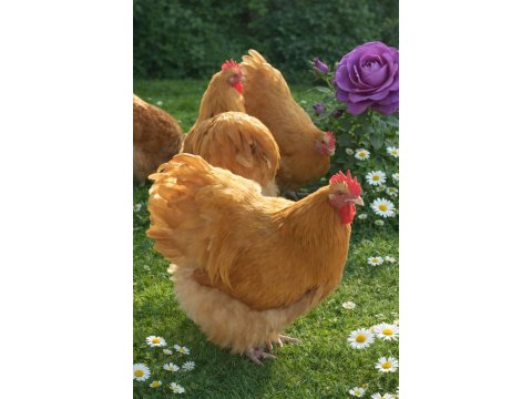 Üreticiden Sağlıklı Ve Irk Özellikli Orpington Civciv Ve Yumurta