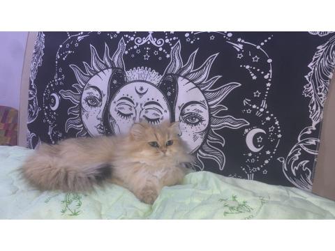 Sevgi Dolu British Longhair Kedisi