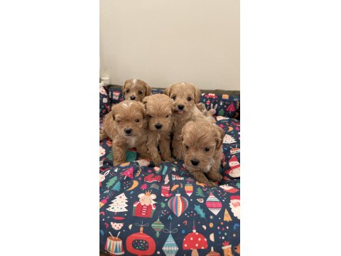 Ev Doğumlu Teacup Maltipoo Yavrular