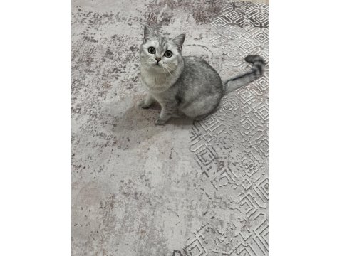 Hürrem Dişi 11 Aylık British Shorthair
