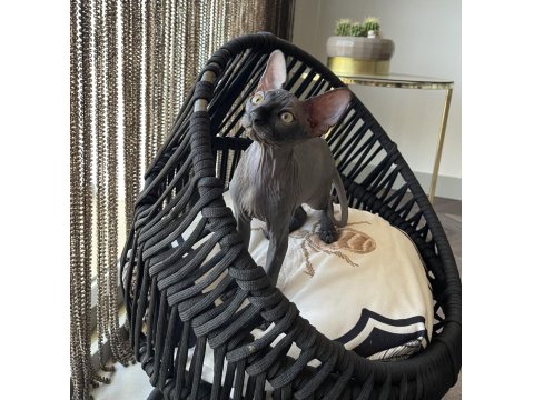 Sphynx Sfenks Bebekleri