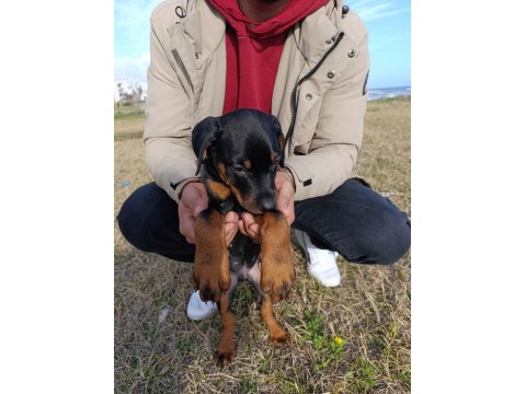 2,5 Aylık Erkek Yavru Doberman